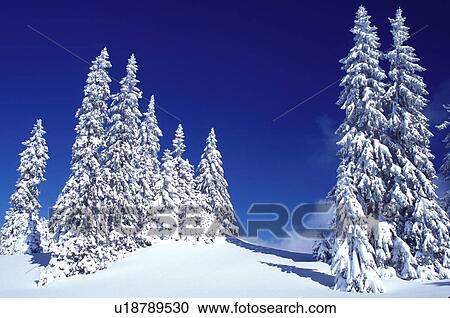 snow, evergreen trees, Switzerland, Vaud, Jura Mountains, Europe, Picturesque snow covered evergreen forest in the winter in the Jura Mountains. View Large Photo Image Stock Image - snow, evergreen trees, Switzerland, Vaud, Jura Mountains, Europe, Picturesque snow covered evergreen forest in the winter in the Jura Mountains.. Fotosearch