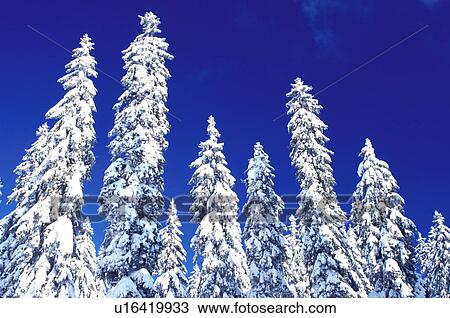 snow, pine trees, winter, Switzerland, Vaud, Jura Mountains, Europe, Evergreen trees covered with snow in the winter in the Jura Mountains. View Large Photo Image Stock Image - snow, pine trees, winter, Switzerland, Vaud, Jura Mountains, Europe, Evergreen trees covered with snow in the winter in the Jura Mountains.. Fotosearch