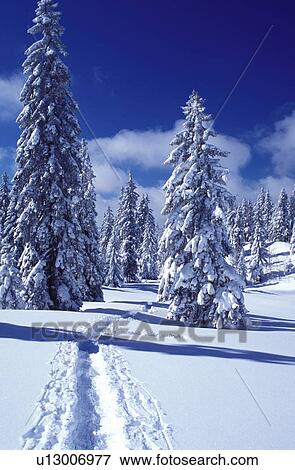 snow, trail, mountains, forest, Switzerland, Vaud, Jura Mountains, Europe, A trail runs through a snow covered forest of evergreens in the winter in the Jura Mountains. View Large Photo Image Stock Photo - snow, trail, mountains, forest, Switzerland, Vaud, Jura Mountains, Europe, A trail runs through a snow covered forest of evergreens in the winter in the Jura Mountains.. Fotosearch