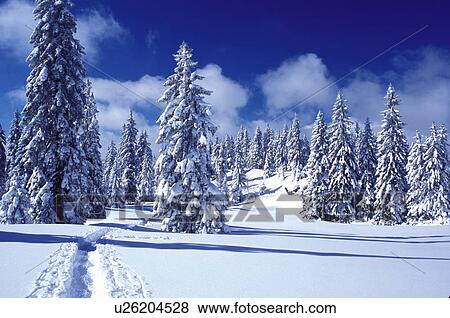 snow, trail, mountains, Switzerland, Vaud, Jura Mountains, Europe, A trail runs through a snow covered forest of evergreens in the winter in the Jura Mountains. View Large Photo Image Stock Photo - snow, trail, mountains, Switzerland, Vaud, Jura Mountains, Europe, A trail runs through a snow covered forest of evergreens in the winter in the Jura Mountains.. Fotosearch