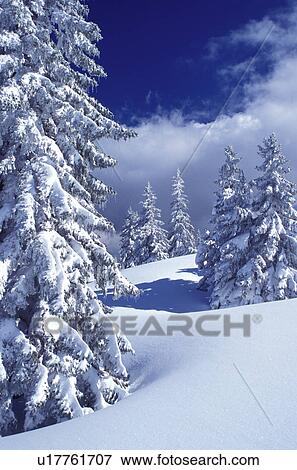 snow, trees, mountains, Switzerland, Vaud, Jura Mountains, Europe, Picturesque snow covered evergreen forest in the winter in the Jura Mountains. View Large Photo Image Stock Photo - snow, trees, mountains, Switzerland, Vaud, Jura Mountains, Europe, Picturesque snow covered evergreen forest in the winter in the Jura Mountains.. Fotosearch