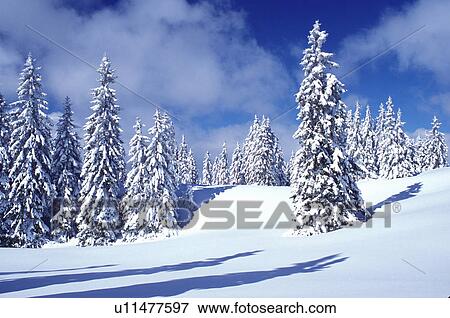 Stock Photo -  snow, trees, Switzerland, Vaud, Jura Mountains, Europe, Picturesque snow covered evergreen forest in the winter in the Jura Mountains.. Fotosearch