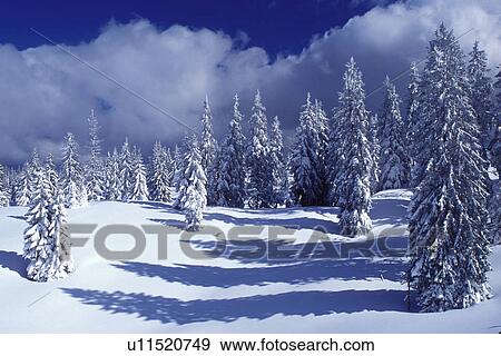 snow, trees, Switzerland, Vaud, Jura Mountains, Europe, Picturesque snow covered evergreen forest in the winter in the Jura Mountains. View Large Photo Image Stock Photo - snow, trees, Switzerland, Vaud, Jura Mountains, Europe, Picturesque snow covered evergreen forest in the winter in the Jura Mountains.. Fotosearch