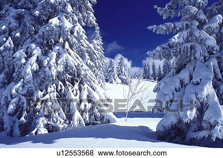 snow, trees, Switzerland, Vaud, Jura Mountains, Europe, An evergreen forest is covered with snow in winter in the Jura Mountains. View Large Photo Image Stock Photo - snow, trees, Switzerland, Vaud, Jura Mountains, Europe, An evergreen forest is covered with snow in winter in the Jura Mountains.. Fotosearch