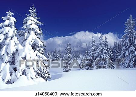 snow, trees, Switzerland, Vaud, Jura Mountains, Europe, Picturesque snow covered evergreen forest in the winter in the Jura Mountains. View Large Photo Image Stock Photo - snow, trees, Switzerland, Vaud, Jura Mountains, Europe, Picturesque snow covered evergreen forest in the winter in the Jura Mountains.. Fotosearch