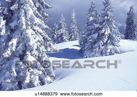 snow, trees, Switzerland, Vaud, Jura Mountains, Europe, Picturesque snow covered evergreen forest in the winter in the Jura Mountains. View Large Photo Image Stock Photo - snow, trees, Switzerland, Vaud, Jura Mountains, Europe, Picturesque snow covered evergreen forest in the winter in the Jura Mountains.. Fotosearch
