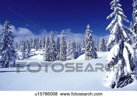 Stock Photo -  snow, trees, Switzerland, Vaud, Jura Mountains, Europe, Picturesque snow covered evergreen forest in the winter in the Jura Mountains.. Fotosearch