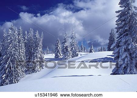 snow, trees, Switzerland, Vaud, Jura Mountains, Europe, Evergreen trees covered with snow in the winter in the Jura Mountains. View Large Photo Image Stock Photograph - snow, trees, Switzerland, Vaud, Jura Mountains, Europe, Evergreen trees covered with snow in the winter in the Jura Mountains.. Fotosearch