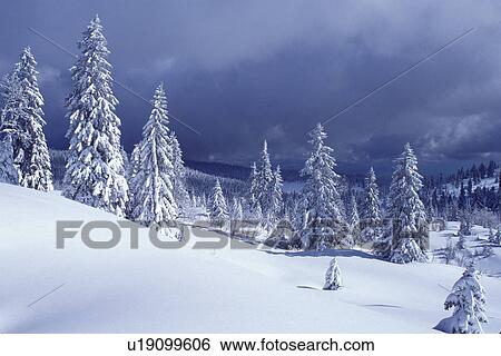 Stock Photograph -  snow, trees, Switzerland, Vaud, Jura Mountains, Europe, Picturesque snow covered evergreen forest in the winter in the Jura Mountains.. Fotosearch
