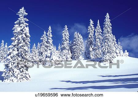 snow, trees, Switzerland, Vaud, Jura Mountains, Europe, Picturesque snow covered evergreen forest in the winter in the Jura Mountains. View Large Photo Image Stock Photograph - snow, trees, Switzerland, Vaud, Jura Mountains, Europe, Picturesque snow covered evergreen forest in the winter in the Jura Mountains.. Fotosearch