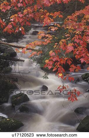 stream, maple tree, river, fall, VT, Vermont, Red maple leaves hang over the rushing water of Molly's Brook in Cabot in the autumn. View Large Photo Image Stock Image - stream, maple tree, river, fall, VT, Vermont, Red maple leaves hang over the rushing water of Molly's Brook in Cabot in the autumn.. Fotosearch