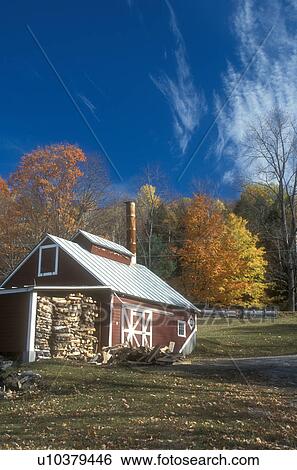 Stock Photograph -  sugar shack, Reading, VT, Vermont, A red sugarhouse stacked with wood is surrounded by colorful maple trees in Reading in autumn.. Fotosearch