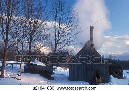 Stock Photograph -  sugarhouse, maple syrup, winter, Cabot, VT, Vermont, Sugar shack steaming at sugaring time in early spring in Cabot. . Fotosearch