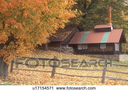 Stock Image -  sugarhouse, maple tree, fall, Middletown Springs, VT, Vermont, A sugar shack with a red roof is surrounded by colorful foliage in autumn in Middletown Springs.. Fotosearch