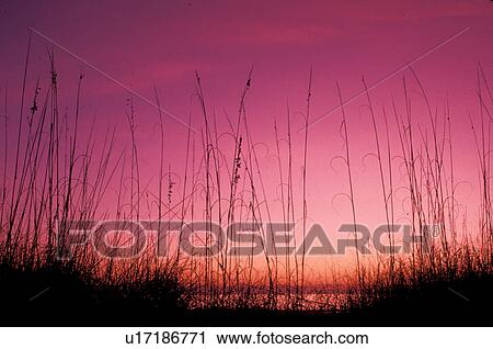 Stock Image -  sunrise, Cumberland Island, Georgia, GA, Sunrise over the Atlantic Ocean from Cumberland Island National Seashore.. Fotosearch