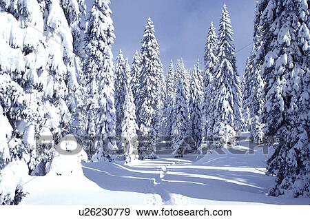Stock Photo -  Switzerland, snow, forest, mountains, Vaud, Jura Mountains, Europe, A trail runs through a snow covered forest of evergreens in the winter in the Jura Mountains.. Fotosearch