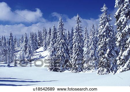 Switzerland, snow, trees, Vaud, Jura Mountains, Europe, An evergreen forest is covered with snow in winter in the Jura Mountains. View Large Photo Image Stock Photo - Switzerland, snow, trees, Vaud, Jura Mountains, Europe, An evergreen forest is covered with snow in winter in the Jura Mountains.. Fotosearch