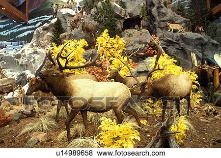 Stock Photo -  taxidermy, elk, Mitchell, SD, South Dakota, Wildlife exhibit inside Cabela's Outdoor Retail Store. Fotosearch