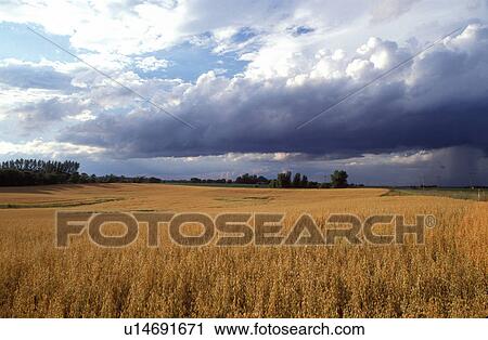 thunderstorm, cumulus clouds, MN, Minnesota, Alexandria, Dark gray storm clouds approaching in the distance above a wheat field in Alexandria. View Large Photo Image Stock Image - thunderstorm, cumulus clouds, MN, Minnesota, Alexandria, Dark gray storm clouds approaching in the distance above a wheat field in Alexandria.. Fotosearch