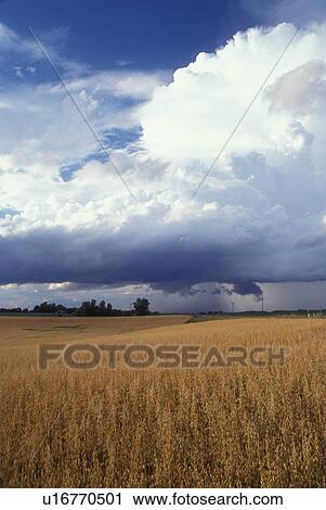thunderstorm, cumulus clouds, MN, Minnesota, Alexandria, Dark gray storm clouds approaching in the distance above a wheat field in Alexandria. View Large Photo Image Stock Image - thunderstorm, cumulus clouds, MN, Minnesota, Alexandria, Dark gray storm clouds approaching in the distance above a wheat field in Alexandria.. Fotosearch