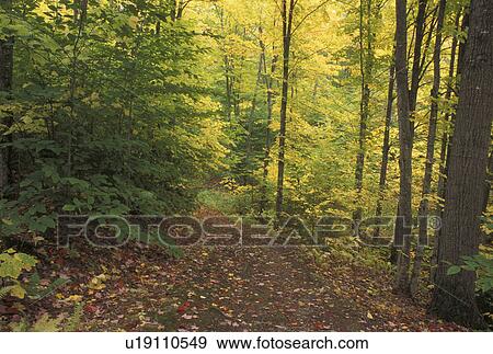 trail, autumn, Westmore, VT, Vermont, Hiking trail through the forest in the fall. View Large Photo Image Stock Photo - trail, autumn, Westmore, VT, Vermont, Hiking trail through the forest in the fall.. Fotosearch