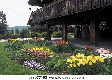Trapp Family, lodging, inn, flowers, spring, TFL, Stowe, VT, Vermont, Colorful flowers decorated the grounds of the Trapp Family Lodge in Stowe in the spring. View Large Photo Image Stock Image - Trapp Family, lodging, inn, flowers, spring, TFL, Stowe, VT, Vermont, Colorful flowers decorated the grounds of the Trapp Family Lodge in Stowe in the spring. . Fotosearch