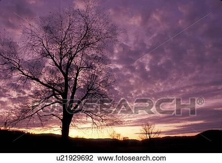 tree, Great Smoky Mtns. National Park, Tennessee, TN, Silhouette of trees at sunset in Cades Cove in the Great Smoky Mountains National Park. View Large Photo Image Stock Image - tree, Great Smoky Mtns. National Park, Tennessee, TN, Silhouette of trees at sunset in Cades Cove in the Great Smoky Mountains National Park.. Fotosearch