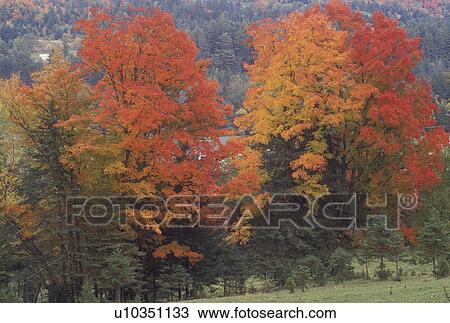 Stock Image -  tree, maple, fall, West Burke, VT, Vermont, Colorful maple trees in the autumn. . Fotosearch