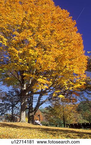 tree, South Hadley, Massachusetts, MA, Students sitting under a colorful maple tree on the campus of Mount Holyoke College on a sunny autumn day in South Hadley. View Large Photo Image Stock Image - tree, South Hadley, Massachusetts, MA, Students sitting under a colorful maple tree on the campus of Mount Holyoke College on a sunny autumn day in South Hadley.. Fotosearch