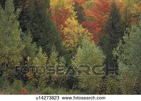 Stock Image -  trees, foliage, autumn, Westmore, VT, Vermont, Forest of colorful fall foliage. . Fotosearch