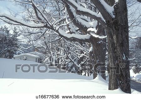 trees, winter, Montpelier, Vermont, VT, Snow-covered maple trees along a road in Montpelier in winter. View Large Photo Image Stock Photograph - trees, winter, Montpelier, Vermont, VT, Snow-covered maple trees along a road in Montpelier in winter.. Fotosearch