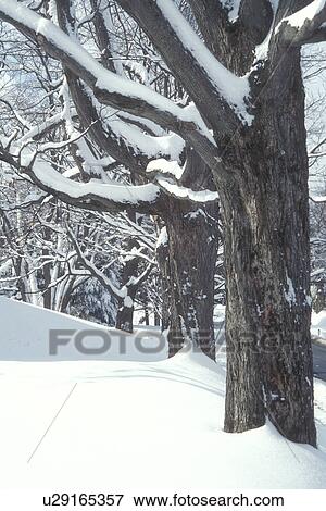 Stock Photo -  trees, winter, New England, Vermont, VT, Snow-covered maple trees along a road in winter.. Fotosearch