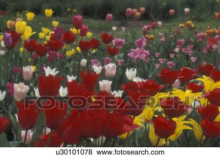 Stock Photo -  tulips, flowers, garden, spring, A cluster of colorful tulips grow in a garden.. Fotosearch