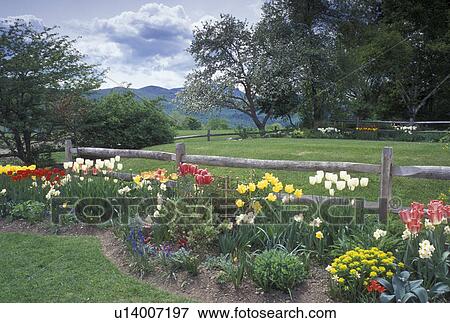tulips, flowers, inn, lodging, spring, TFL, Stowe, VT, Vermont, Colorful flowers along a split rail fence at the Trapp Family Lodge in Stowe in the spring. View Large Photo Image Stock Photo - tulips, flowers, inn, lodging, spring, TFL, Stowe, VT, Vermont, Colorful flowers along a split rail fence at the Trapp Family Lodge in Stowe in the spring. . Fotosearch