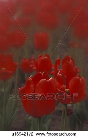 Stock Image -  tulips, red, flowers, spring, A cluster of red tulips in a garden.. Fotosearch