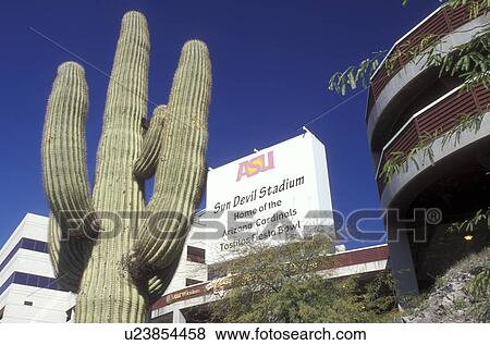 Stock Photo -  university, stadium, cactus, ASU, Tempe, Arizona, AZ, A large saguaro cactus stands outside Sun Devil Football Stadium at Arizona State University in Tempe.. Fotosearch