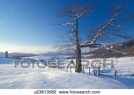 Vermont, VT, A lone tree stands in a snow-covered field in Newport in the winter View Large Photo Image Stock Image - Vermont, VT, A lone tree stands in a snow-covered field in Newport in the winter . Fotosearch