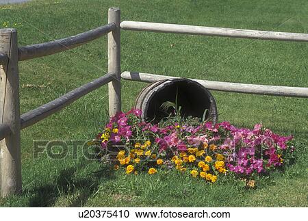 Stock Image -  Vermont, VT, Colorful flowers displayed next to a split rail fence in Charlotte . Fotosearch