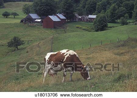 Vermont, VT, Cow grazing in field at Jenne Farm in Reading View Large Photo Image Stock Photograph - Vermont, VT, Cow grazing in field at Jenne Farm in Reading . Fotosearch