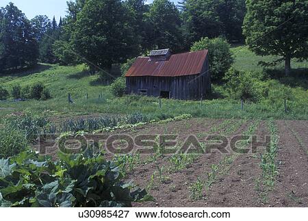 Vermont, VT, East Corinth, Garden and sugarhouse at Waits River Farm in East Corinth in the summer. View Large Photo Image Stock Photo - Vermont, VT, East Corinth, Garden and sugarhouse at Waits River Farm in East Corinth in the summer.. Fotosearch