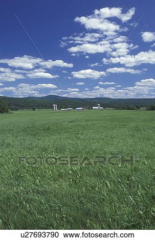 Vermont, VT, farm, scenic countryside, blue sky and white puffy clouds, Westfield View Large Photo Image Stock Image - Vermont, VT, farm, scenic countryside, blue sky and white puffy clouds, Westfield. Fotosearch