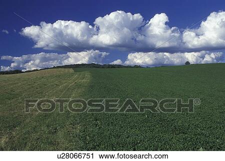Vermont, VT, Field, white puffy clouds and blue sky in Cabot in the springtime. View Large Photo Image Stock Image - Vermont, VT, Field, white puffy clouds and blue sky in Cabot in the springtime.. Fotosearch