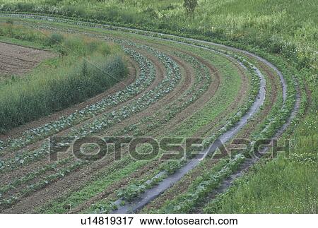 Stock Photo -  Vermont, VT, Legare Farm Market garden in Calais in the summer . Fotosearch