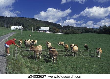 Stock Photo -  Vermont, VT, Woman coaxing a herd of Jersey cows to come to her at a farm in Sheffield . Fotosearch