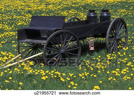 wagon, dandelion, spring, Sheffield, VT, Vermont, Antique wagon in a field of dandelions in Sheffield in the spring. View Large Photo Image Stock Image - wagon, dandelion, spring, Sheffield, VT, Vermont, Antique wagon in a field of dandelions in Sheffield in the spring.. Fotosearch
