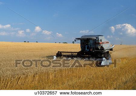 Stock Photo -  wheat field, harvest, ND, North Dakota, Richland County, Cutting a field of wheat with farm equipment.. Fotosearch