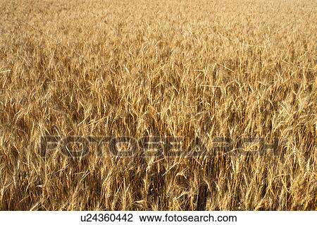 wheat field, SD, South Dakota, View Large Photo Image Stock Image - wheat field, SD, South Dakota, . Fotosearch