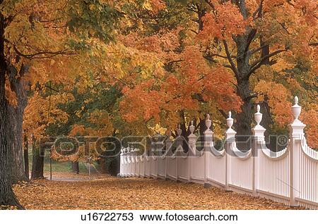 Stock Image -  white fence, autumn, fall foliage, Vermont, White fence at the along a cluster of beautiful colorful maple trees in the fall in Old Bennington Village in Bennington County in the state of Vermont.. Fotosearch