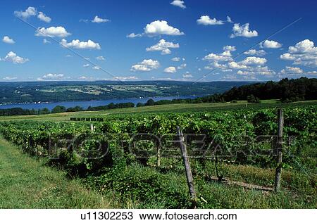 Stock Image -  winery, vineyard, Finger Lakes, Seneca Lake, NY, New York, Dundee, Scenic view of Glenora Wine Cellars vineyards overlooking Seneca Lake.. Fotosearch