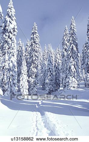 winter, snow, mountains, Switzerland, Vaud, Jura Mountains, Europe, A trail runs through a snow covered forest of evergreens in the winter in the Jura Mountains. View Large Photo Image Stock Image - winter, snow, mountains, Switzerland, Vaud, Jura Mountains, Europe, A trail runs through a snow covered forest of evergreens in the winter in the Jura Mountains.. Fotosearch